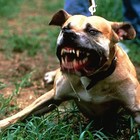 Picture for song 'The Dog (SOLD)' by artist 'BEATS BY 2DEEP'