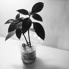 Picture for song 'pessimism' by artist 'Bio Raisin'