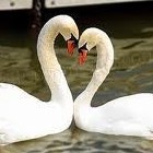 Picture for song 'AFRAID TO SAY THE WORDS' by artist 'Bob Sell'