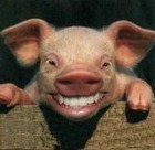 Picture for song 'Ich wollt ich waer ein Schwein' by artist 'Bodo Goelnitz'