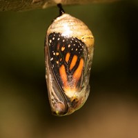 Picture for song 'CHRYSALIS' by artist 'Brainiac Beats'