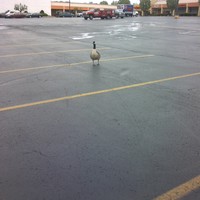 Picture for song 'meat Pies' by artist 'Charles Williams(US)'