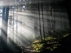 Picture for song 'chase in the forest' by artist 'Chukura'