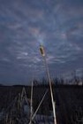 Picture for song 'Cattails' by artist 'Claypots'
