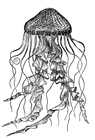 Picture for song 'jellyfish' by artist 'clOckwOrk (a suburban myth)'