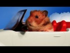 Song picture