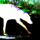 Picture for song 'Holy Soldier-Scientists' by artist 'Dead Hippie Squadron'