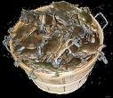 Picture for song 'Crabs In A Barrel' by artist 'Dgun'