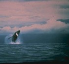 Picture for song 'Oceans Tale' by artist 'DNYSZ'