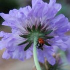 Picture for song 'LADYBUG LUVS DA BLUZZZ' by artist 'Dr. Bob's Jazz - Benefit Boppin' Quartet - JBBQ'