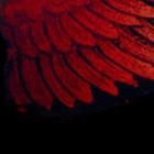 Picture for song 'bright iniquity' by artist 'e447'