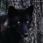 Picture for song 'Street Justice...' by artist 'Earth Blues 2'
