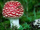 Picture for song 'Mario's Magic Mushroom' by artist 'Elijah Rockers Electronic (USA)'