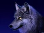 Picture for song 'wolf' by artist 'Entertainment alliance inc'