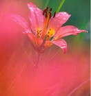 Picture for song 'Consider the Lilies' by artist 'Freda Tapp'