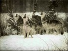 Picture for song 'Wolf Pack (Prod By. Mdot)' by artist 'Frontline Muzik'
