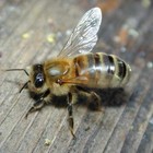 Picture for song 'BEEGENOME' by artist 'g3nome'