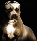 Picture for song 'The Big Dog Yard' by artist 'GHOSTLY'