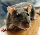 Picture for song 'The Lives and Loves of Rat Men' by artist 'guanoman'