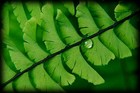 Picture for song 'Tear Drops On Ferns' by artist 'HC Holbert songwriter'