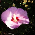 Picture for song 'Eves Reflection' by artist 'Ibriy'