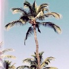 Picture for song 'Summer (FREE DOWNLOAD)' by artist 'IMPALA DRUMMERZ'