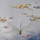 Picture for song 'Dragonfly part 2' by artist 'Ingemar Johansson'