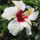 Picture for song 'Gothic Spin' by artist 'Jera (US)'