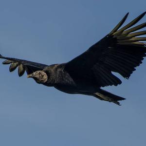 Picture for song 'Buzzard Breath' by artist 'John Layne and the Aeon's Promise Band'