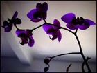 Picture for song 'Purple Flowers Instrumental | LEASE NOW!!' by artist 'Jon Grant'