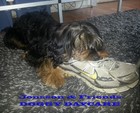Picture for song 'Groovy Dog (Lasse, Finn, Barny,Peter, Moebazz)' by artist 'Jonsson'
