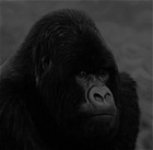 Picture for song 'THE TAKEOVER' by artist 'King Titus Beatz'