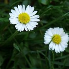 Picture for song 'The First Flower of Spring' by artist 'Klaatu (CT)'