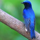 Picture for song 'Duto Kotha' by artist 'krosswindz'