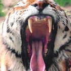 Picture for song 'Tigers' by artist 'Kyle Bishop'