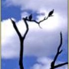 Picture for song 'Ils tournent autour (lonely-lolo-mejazz-la ouache)' by artist 'LA OUACHE'