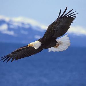 Picture for song 'An Eagle Flies High Above The Storm [1]' by artist 'Lonnie Ratliff'