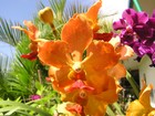 Picture for song 'More Love Waltz- arrangement' by artist 'Mike Siegel'