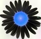 Picture for song 'Save the Daisy' by artist 'Minimelastic'