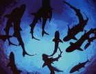 Picture for song 'Circle Of Sharks | PURP X KOOMAN COLLAB' by artist 'Mr.Kooman'