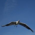 Picture for song ''How Do I Fly' Collaboration' by artist 'Nadia Cripps'