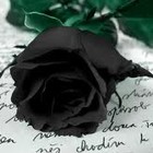 Picture for song 'Black Roses' by artist 'NiceGuyBeats'
