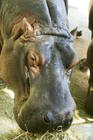 Picture for song 'River Horse' by artist 'Pig Chicken Suicide'