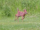 Picture for song 'Fawn' by artist 'Pinecats'