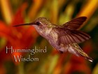 Picture for song 'Shamanic Journey with Quynn-Hummingbird Wisdom' by artist 'Quynn'