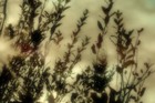 Picture for song 'Acoustic willows' by artist 'raghuram solo'