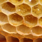 Picture for song '!NEW! HONNEY' by artist 'REAL BEATZ NO DEAD'