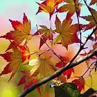 Picture for song 'Indian Summer - new version' by artist 'Rex Reynolds'