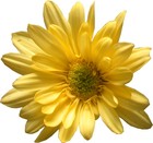 Picture for song 'Celebration To Life' by artist 'Richard Rayer'