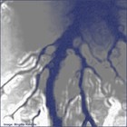 Picture for song 'Instant Audioshot (Timeless)' by artist 'Rinaldo'